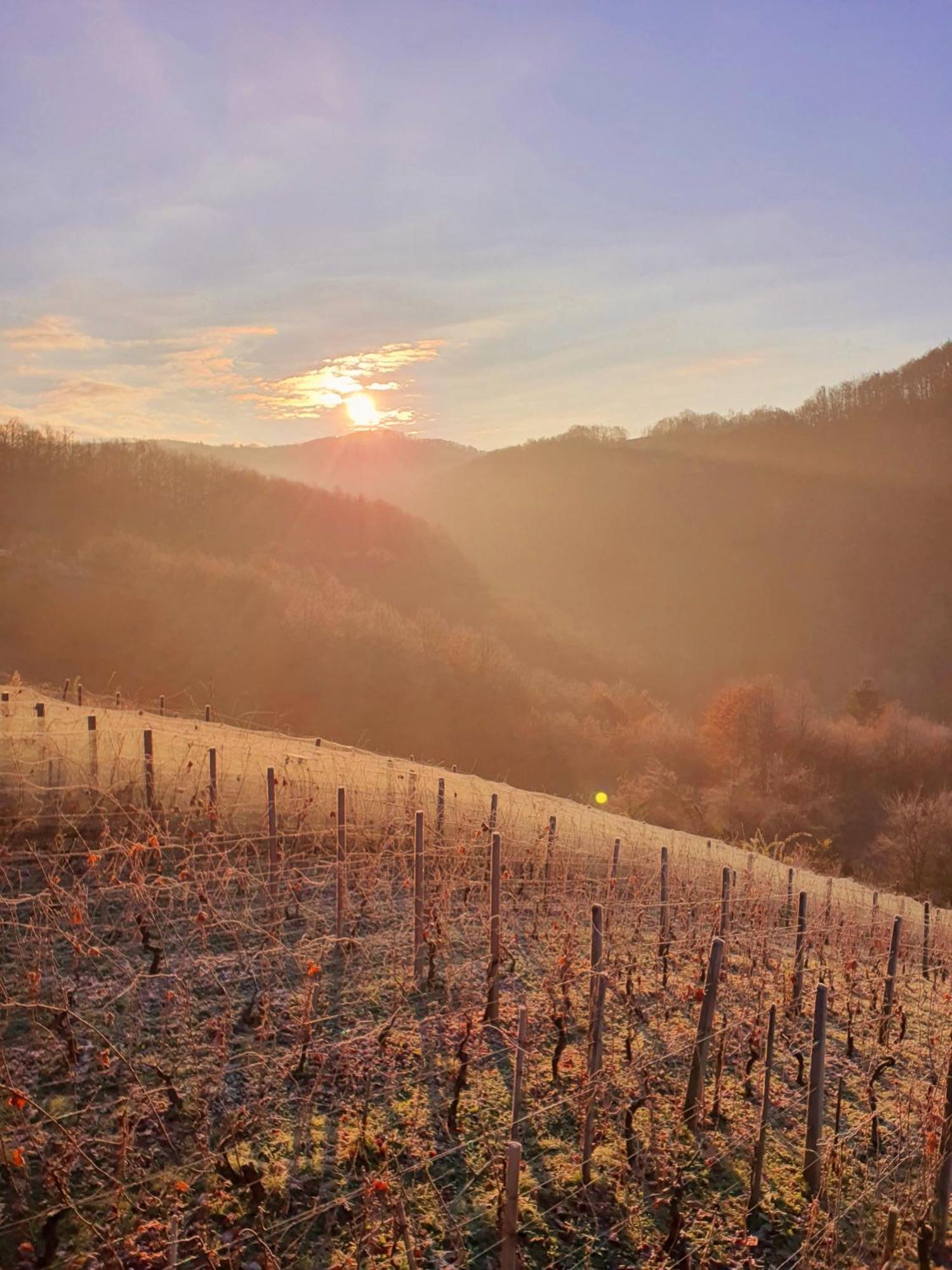 Vineyard Cottage Matej Trebnje Экстерьер фото